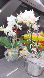 Geschenk 18