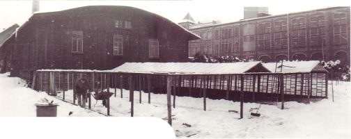 Beete groß